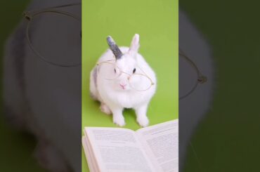 Cute Rabbit #shorts #animal