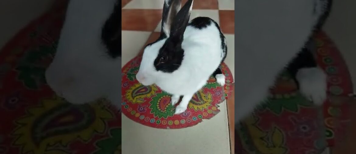 Cute Rabbit... Bunny... Khargosh
