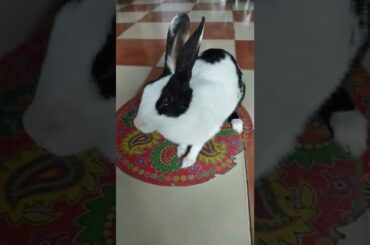 Cute Rabbit... Bunny... Khargosh