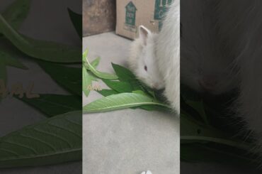 Cute baby rabbit #shorts