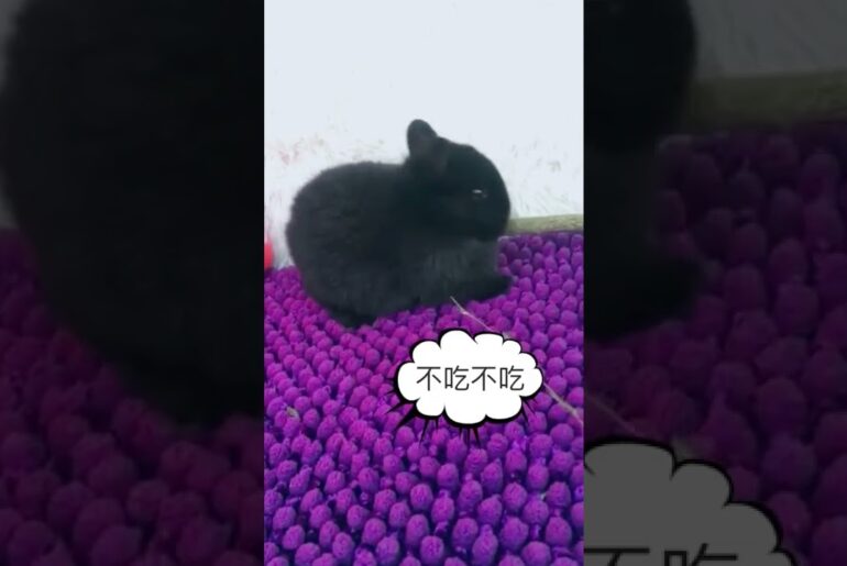 Wow Awesome Funny and Cute Baby Rabbit Videos - Baby Animal Video #FunnyAnimals #TikTok #Shorts