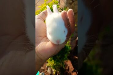 Cute rabbit baby shorts #shorts #rabbit #cuterabbit #trendingshorts #solo