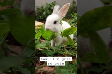 How cute is baby bunny || baby rabbit eating green plants