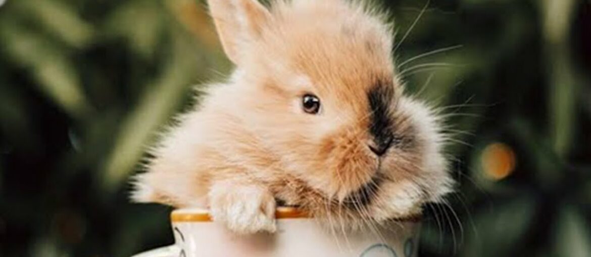 Cutest Bunny Ever | Cutest Baby Bunny | Cutest Bunny In The World (2022)