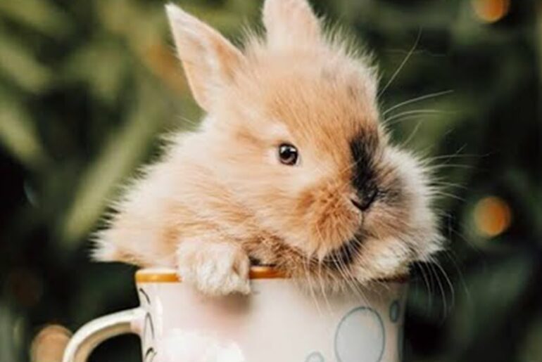 Cutest Bunny Ever | Cutest Baby Bunny | Cutest Bunny In The World (2022)