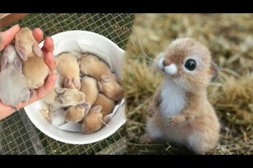 AWW SO CUTE! Cutest baby animals Videos Compilation Cute moment of the Animals - Cutest Animals #53