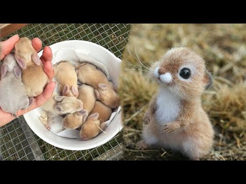 AWW SO CUTE! Cutest baby animals Videos Compilation Cute moment of the Animals – Cutest Animals #53 AWW SO CUTE! Cutest baby animals Videos Compilation Cute moment of the Animals - Cutest Animals #53