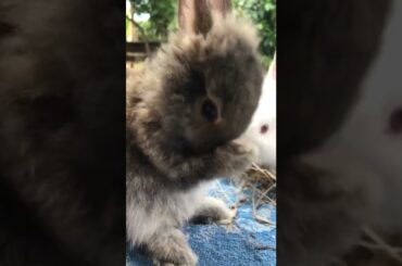 How To Groom A Cute Baby Bunny: An Infographic.