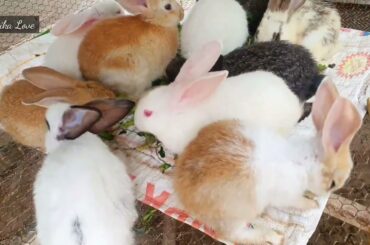Cute baby rabbits eat vegetables