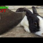 Rabbit power | Rabbit video | Rabbits | Khargosh ki video | Khargosh | Cute rabbit | Funny rabbit