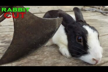 Rabbit power | Rabbit video | Rabbits | Khargosh ki video | Khargosh | Cute rabbit | Funny rabbit