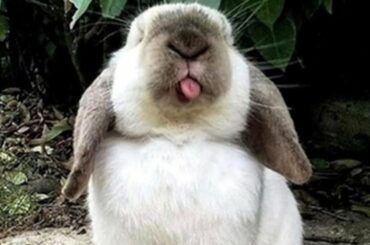 Funny and Cute Baby Bunny Rabbit Videos - Baby Animals Video Compilation (2022)