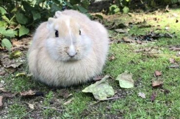 Fluffy and cute baby rabbit