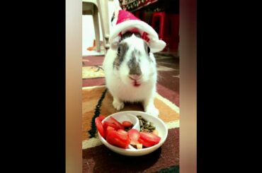 cute rabbit pics|| funny bunny pictures||#shorts #cuterabbits #ytshorts