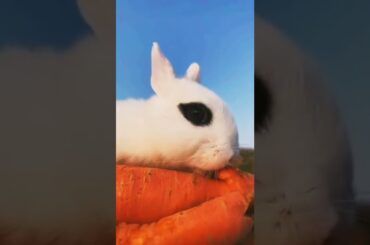 cute rabbit