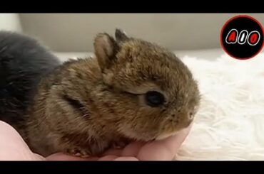 Cute baby bunny