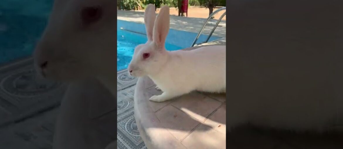 Can bunnies float? Cute bunny #shorts #cute #rabbit #bunny #beautifulbunny
