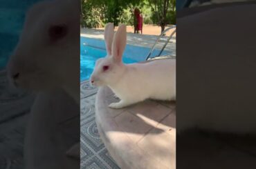 Can bunnies float? Cute bunny #shorts #cute #rabbit #bunny #beautifulbunny