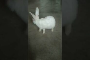 cute rabbit || Feb 14 2022 || #shorts #bunny #rabbit #cuterabbit
