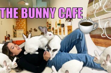 I Spent a Day at The BUNNY CAFE in Vancouver | The ONLY Rabbit Cafe in North America!