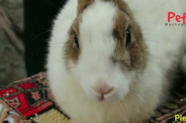 Funny Cute Bunnies Rabbits on the Internet 2022 | Wow Animal