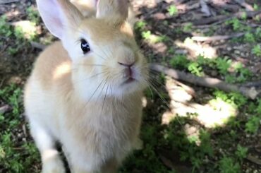 Very cute baby rabbit
