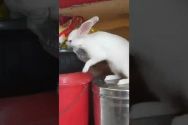 Cute rabbit #shorts