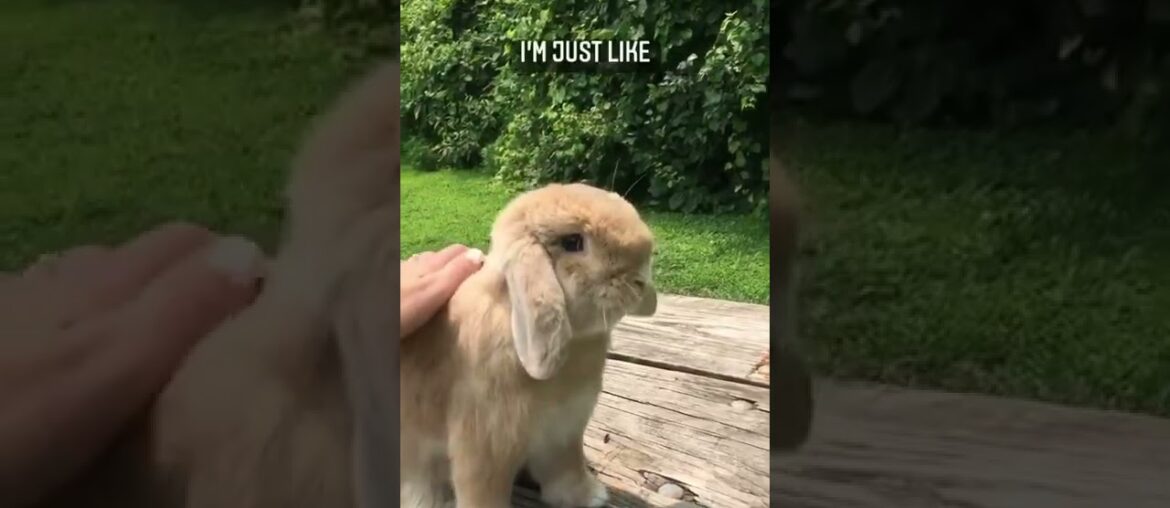 Soooo cute bunny shorts Soooo cute bunny shorts