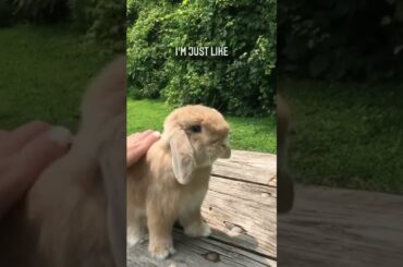 Soooo cute bunny shorts