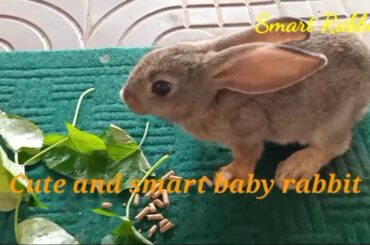 Cute and smart baby rabbit | Primitive