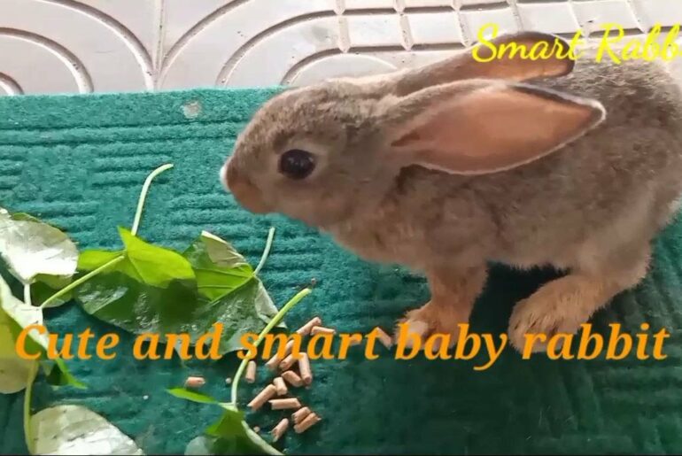 Cute and smart baby rabbit | Primitive