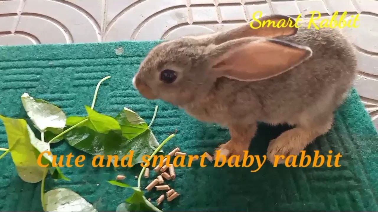 Cute and smart baby rabbit | Primitive