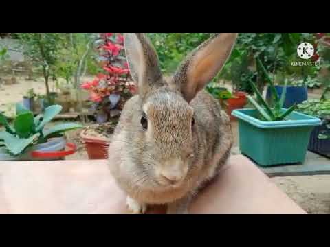 Cute Rabbit @Rabbit Fun Corner