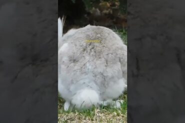 cute rabbit eat food but why food?