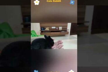 cute Rabbit#SHORT