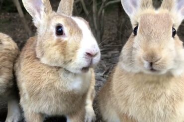 Baby rabbit staring at me is just too cute!