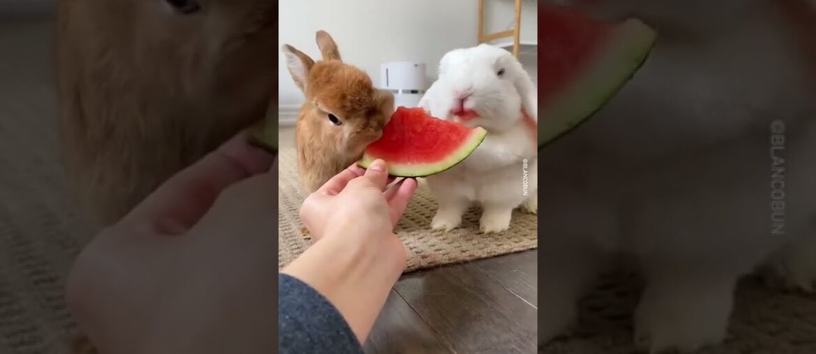 Cute Rabbit eating watermelon #shorts