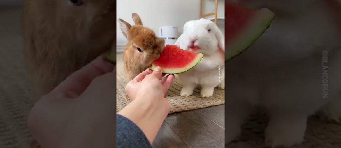 Cute Rabbit eating watermelon #shorts Cute Rabbit eating watermelon #shorts