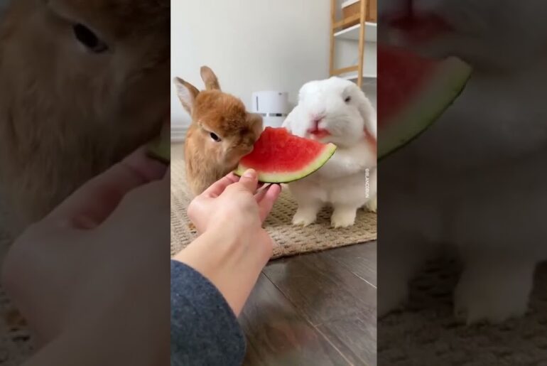 Cute Rabbit eating watermelon #shorts