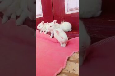 Cute rabbit baby shorts #shorts #rabbit #cuterabbit #trendingshorts #solo