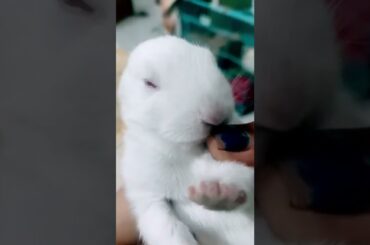 #itsmylife #shorts #pet #loveanimals #cute #rabbit #rabbitlove #bunny #babyrabbit