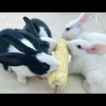 4 rabbits are eating corn - Cute Bunny