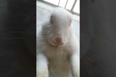 My cute rabbit are dancing with hindi song