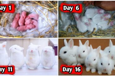 The Cutest Baby Bunny Rabbit Growing Up - 1 To 16 Days