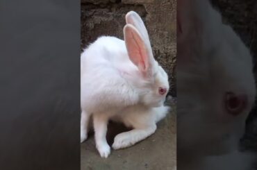 cute rabbit