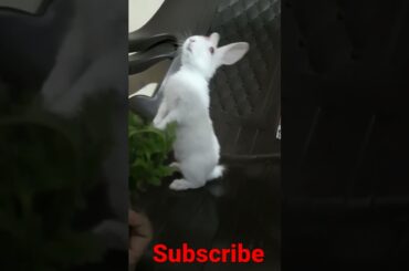 cute rabbit // #shorts #youtubeshorts #viral #rabbitguru // rabbit sound || rabbit house