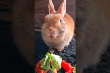 Rabbit eating red pepper ASMR|#cute #rabbit  #asmr #bunny #shorts #funny #bunnies