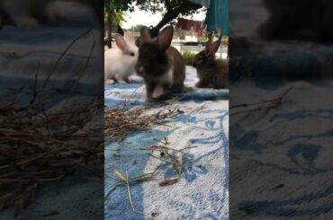Cute Bunny Hopping: A Video Guide For Beginners.