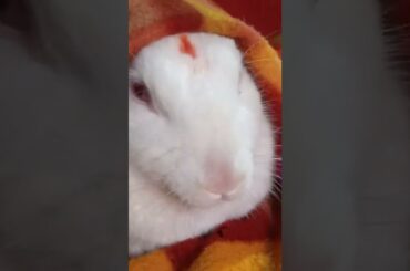 cute rabbit sitting position in winter #rabbit #shorts #status #cute #memes #bunny521