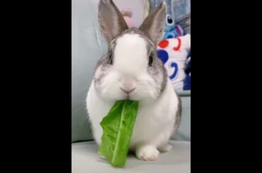 so cute  rabbit #rabbit #cute #short